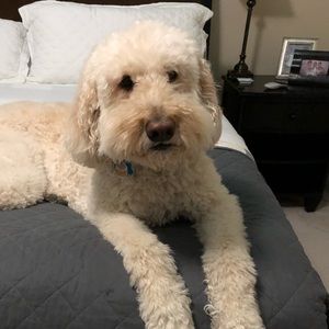 Meet your Posher, Ali